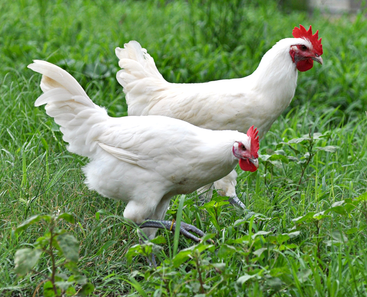 poulet de bresse
